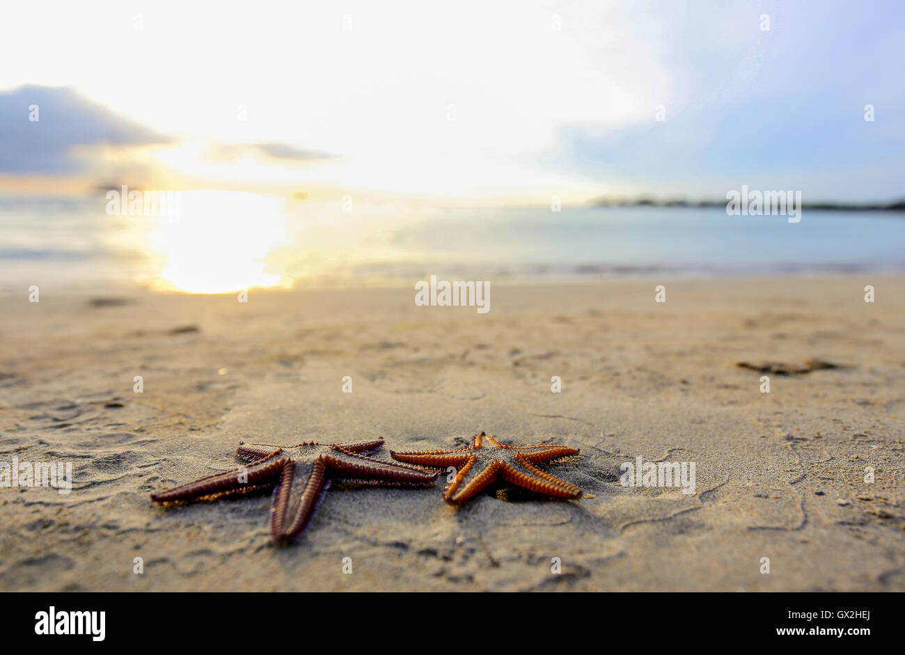 Dos estrellas de mar sobre la playa al atardecer, una romántica metáfora. Foto de stock