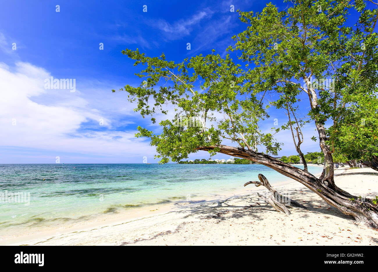 Playa de arena tropical con un árbol verde, el Caribe. Foto de stock