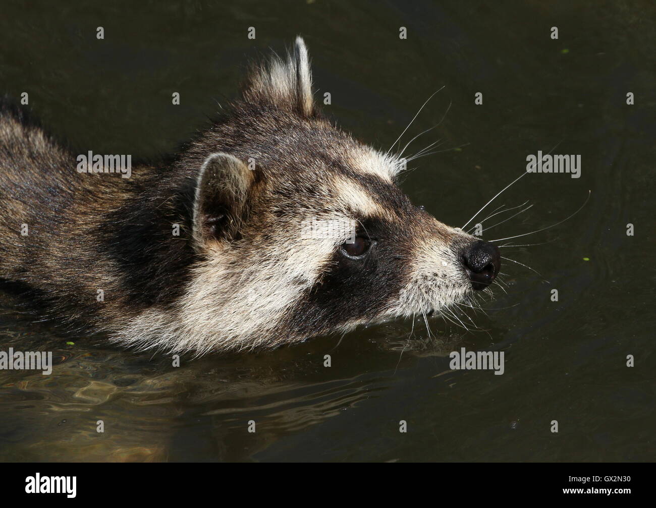 Natación Norte de mapache (Procyon lotor), cerca de la cabeza Foto de stock