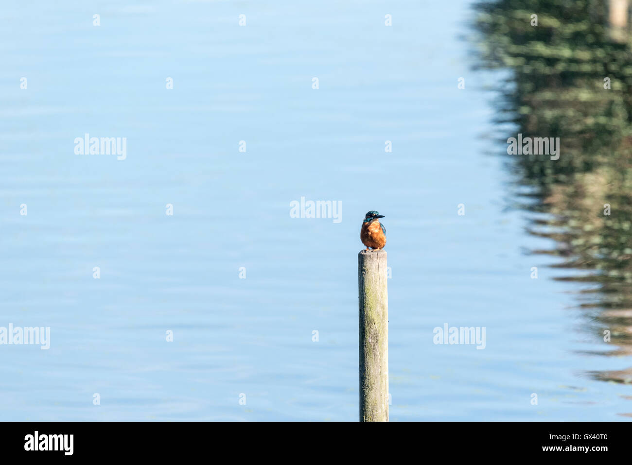 Un posado Kingfisher Foto de stock