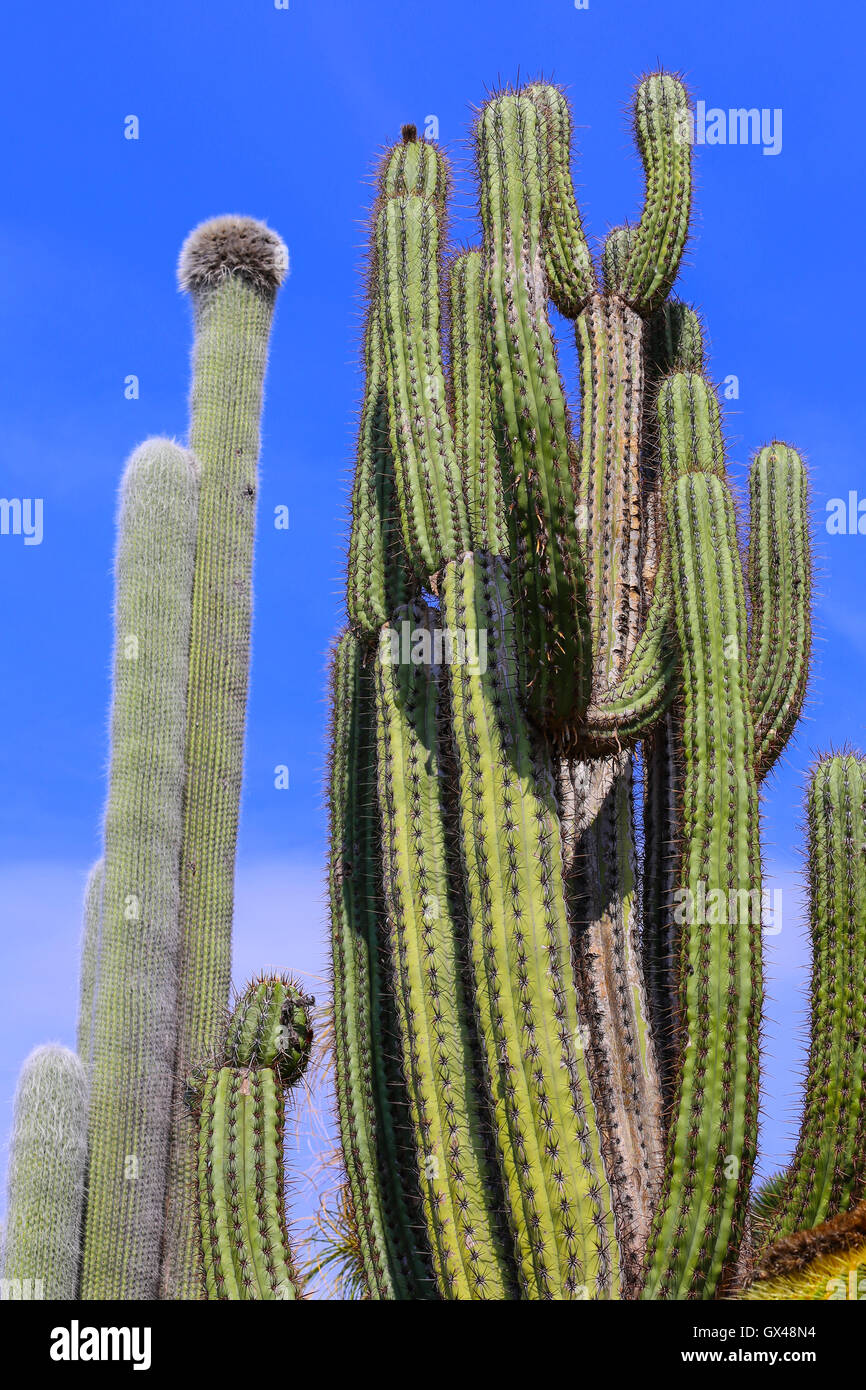 Dos especies de cactus con cielo azul. Foto de stock