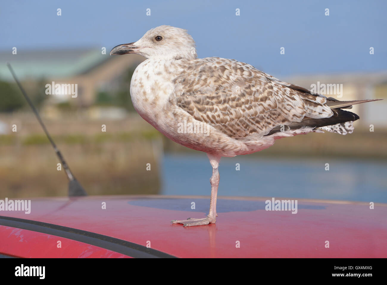 Closeup juveniles de gaviota argéntea (Larus argentatus) posado sobre techo rojo coche parado sobre una pierna, en Baja Normandía en Francia Foto de stock