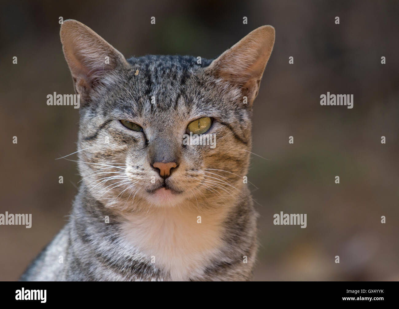 Guiño gato. Un gato salvaje con un ojo abierto y un ojo cerrado, mirando  como si es un guiño Fotografía de stock - Alamy