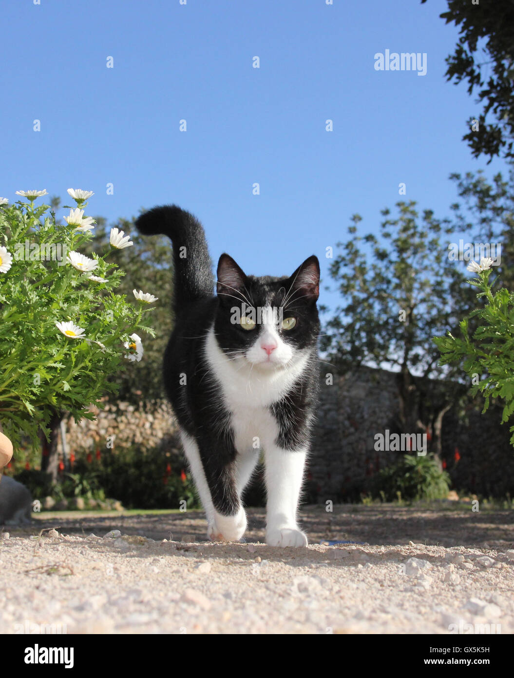 Gato doméstico, Tuxedo, paseos Foto de stock