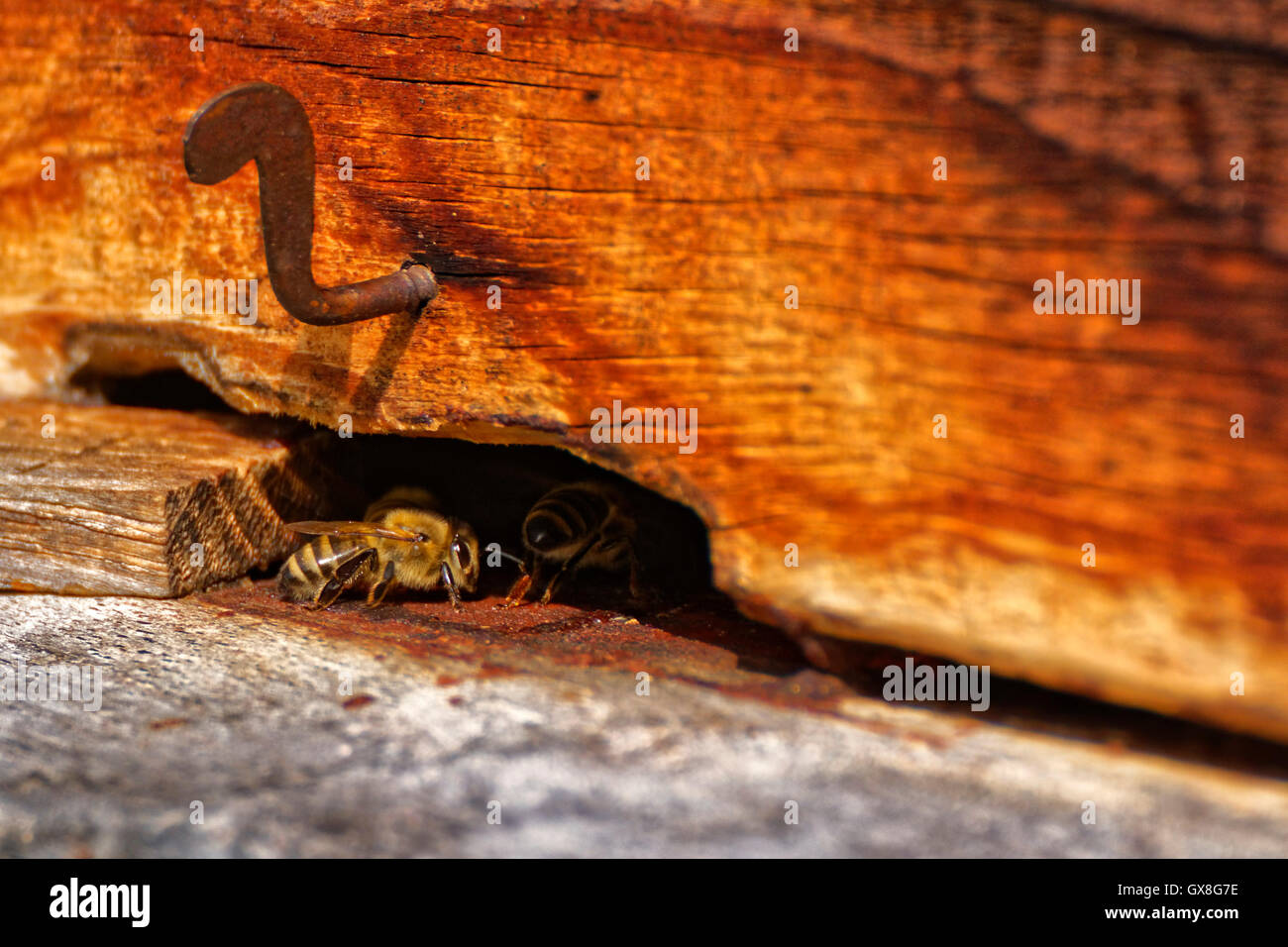Miel de Abeja Carniolan Foto de stock