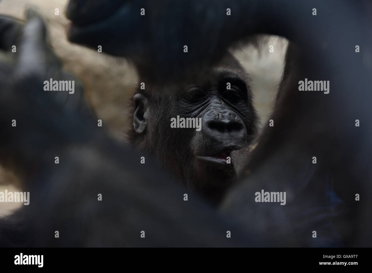 El macho gorila Westerm Gaiza foto mamando de su madre Gorza al zoo de  Madrid. (Foto por Jorge SanzPacific Press Fotografía de stock - Alamy