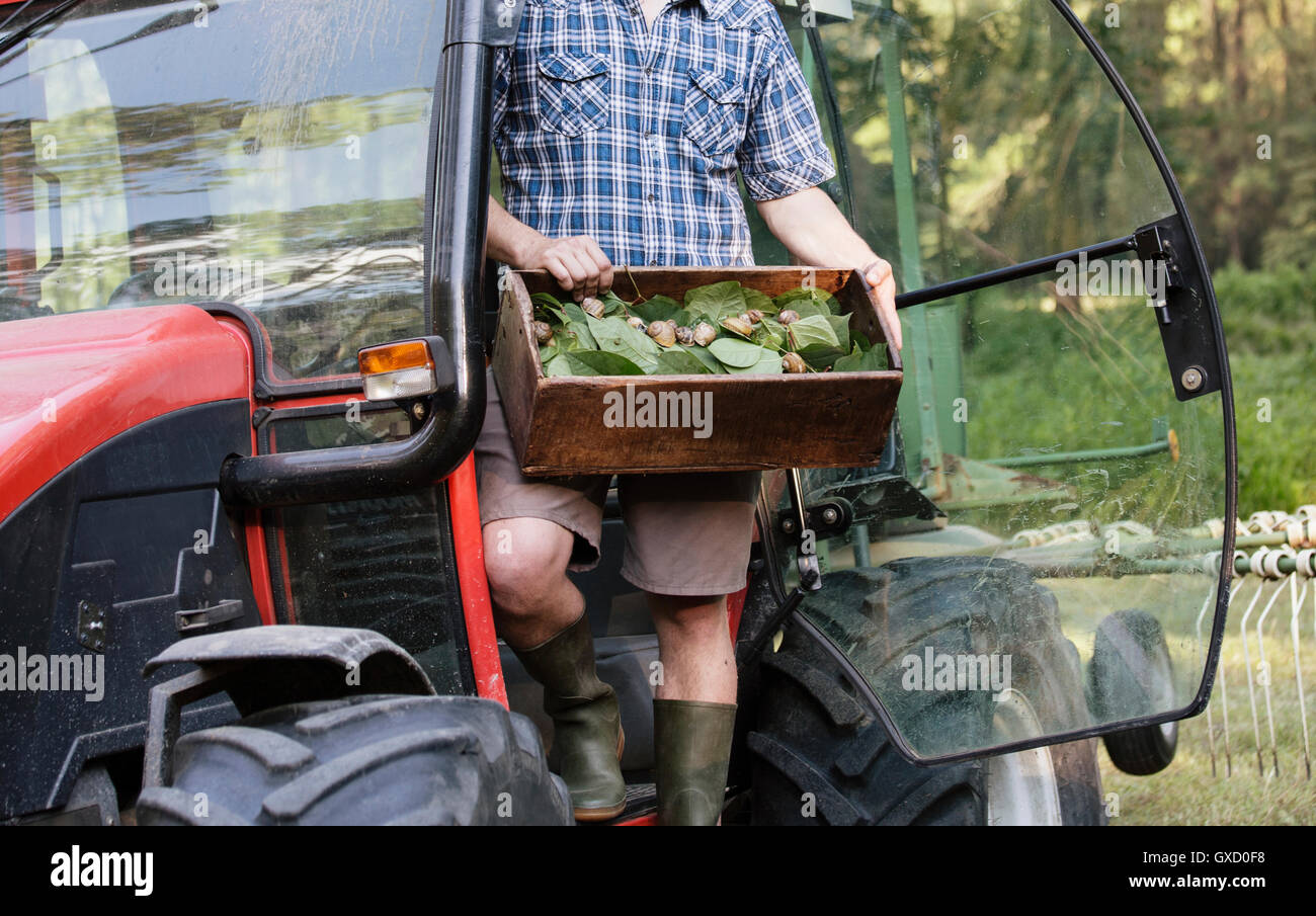 Los agricultores titulares de caja forrajeado hierbas silvestres y caracoles, Vogogna, Verbania, Piemonte, Italia Foto de stock