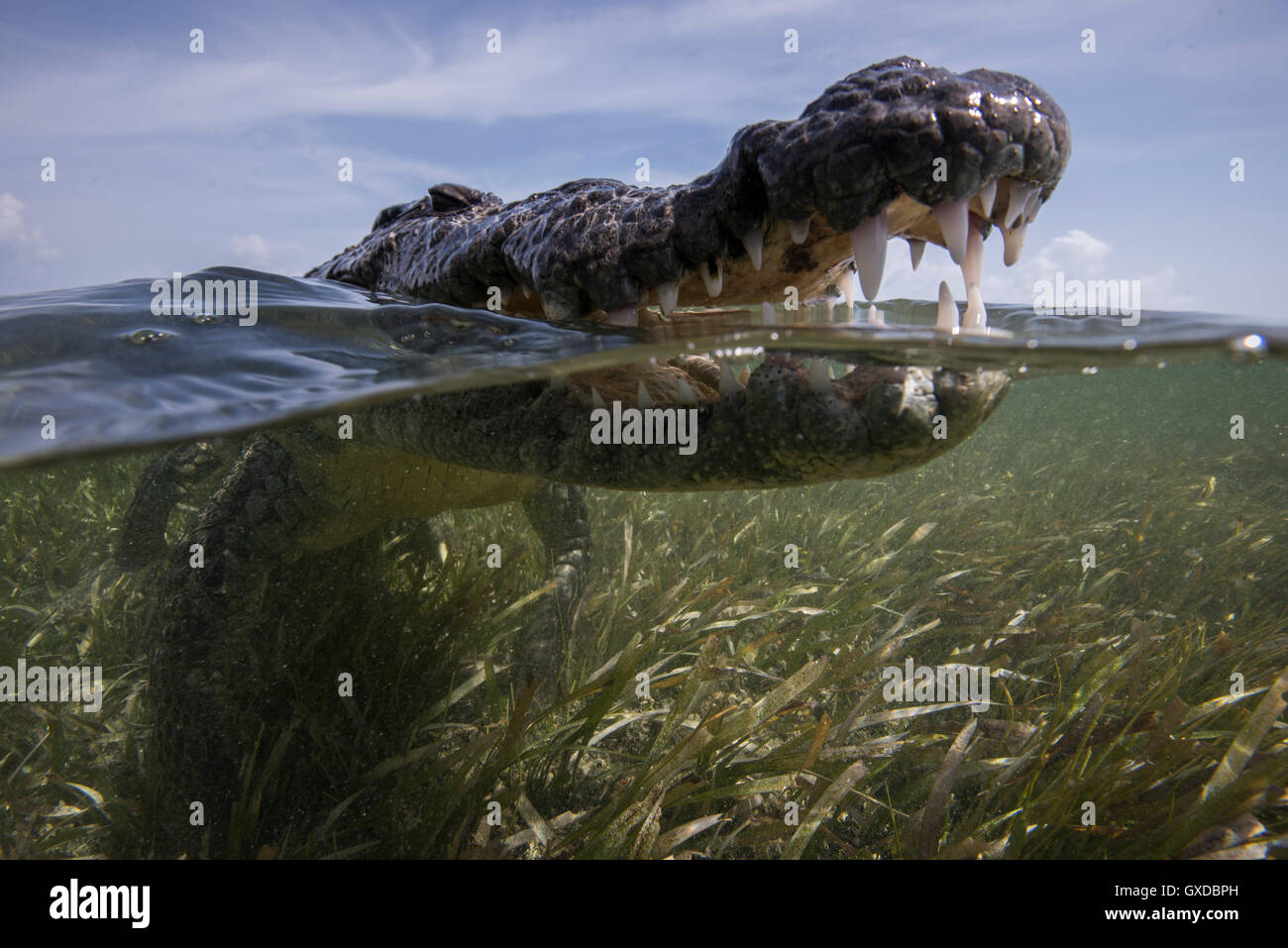 Cerrar la boca abierta del cocodrilo americano (Crocodylus acutus) en la superficie del mar, Bancos Chinchorro, México Foto de stock