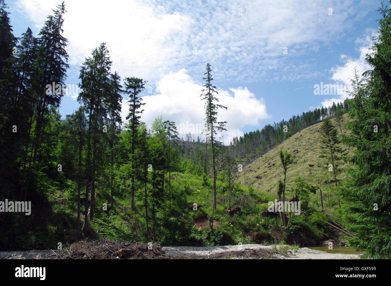 Los Cárpatos, escalar, nubes, Creek, Crest, dolina, Enano, Europa, la fauna, la flora, el sendero de campo, bosque, césped, verde, alto Foto de stock