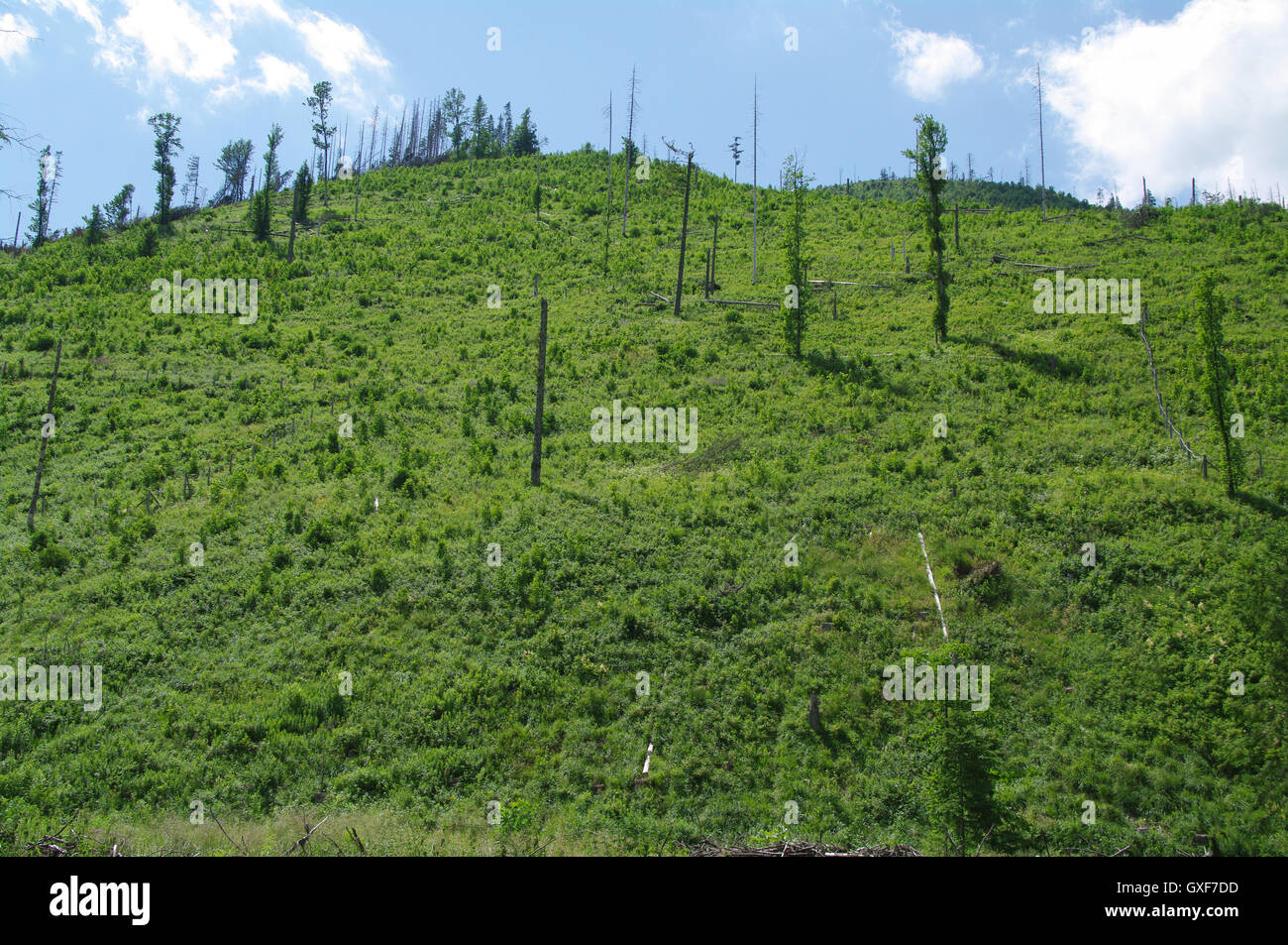 Los Cárpatos, escalar, nubes, Creek, Crest, dolina, Enano, Europa, la fauna, la flora, el sendero de campo, bosque, césped, verde, alto Foto de stock