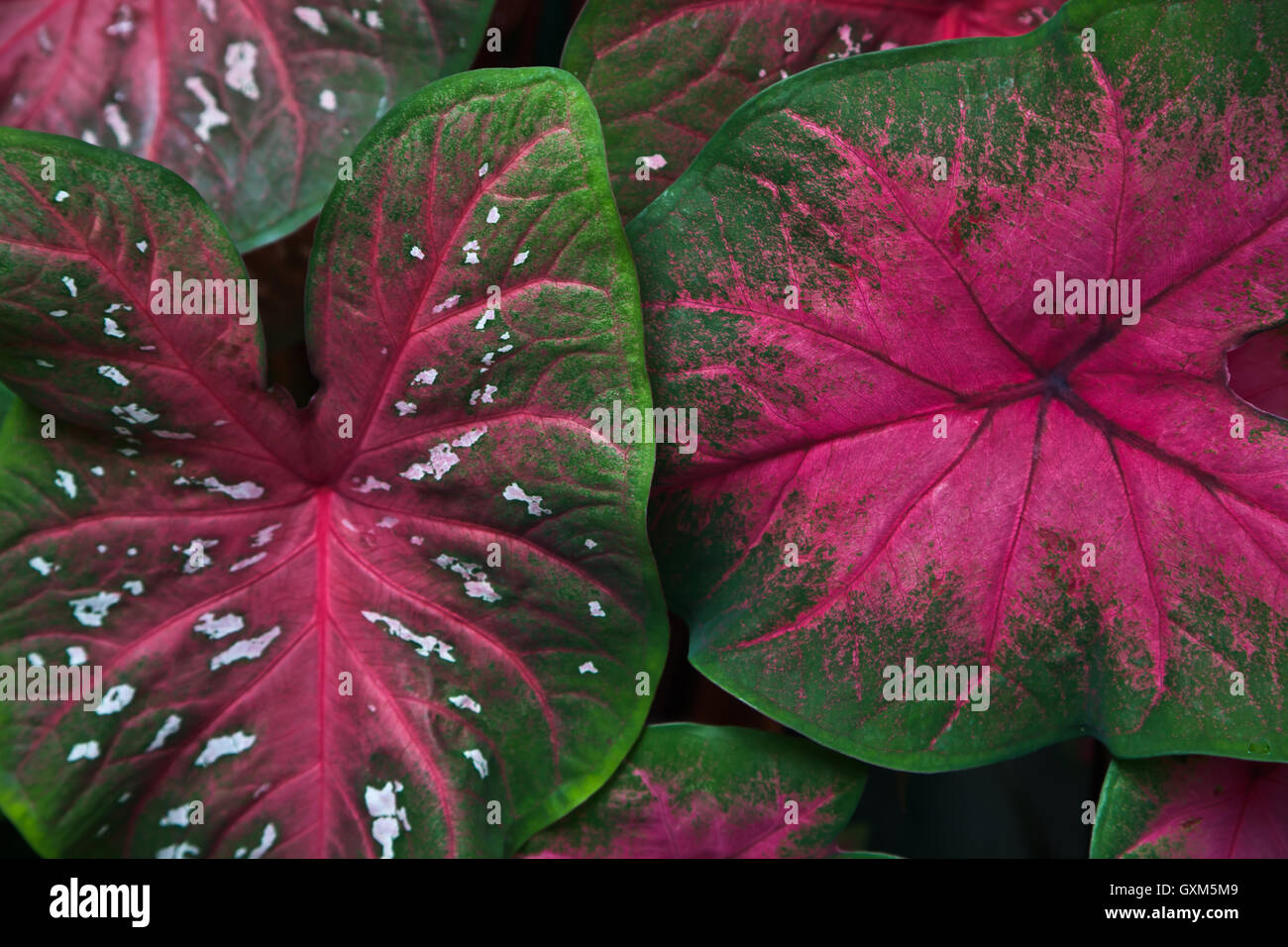 Planta de alas de angel fotografías e imágenes de alta resolución - Alamy