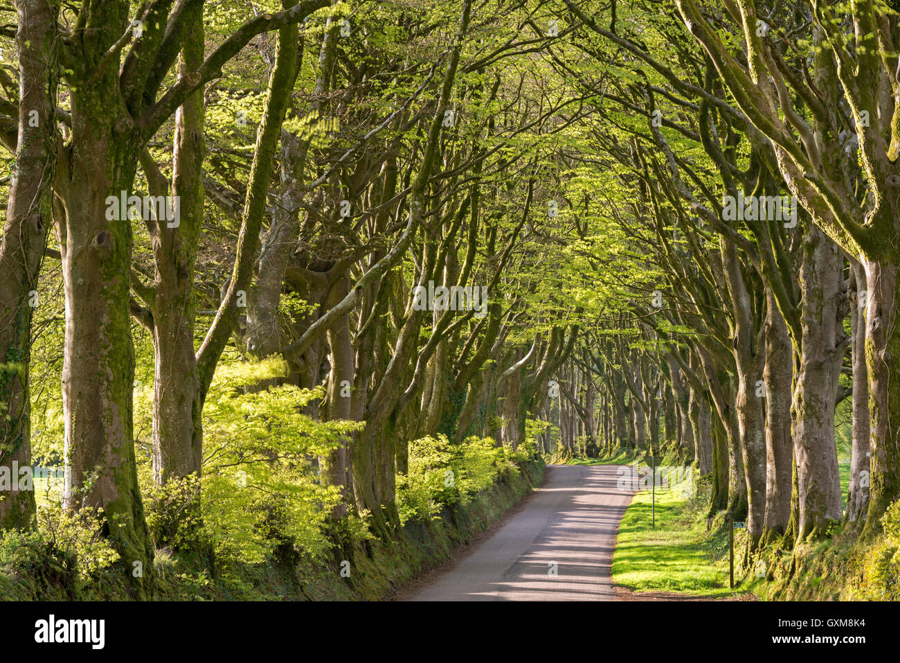 Avenida de árboles caducifolios cerca Bridestowe maduros, Parque Nacional de Dartmoor, Devon, Inglaterra. La primavera (abril) de 2015. Foto de stock