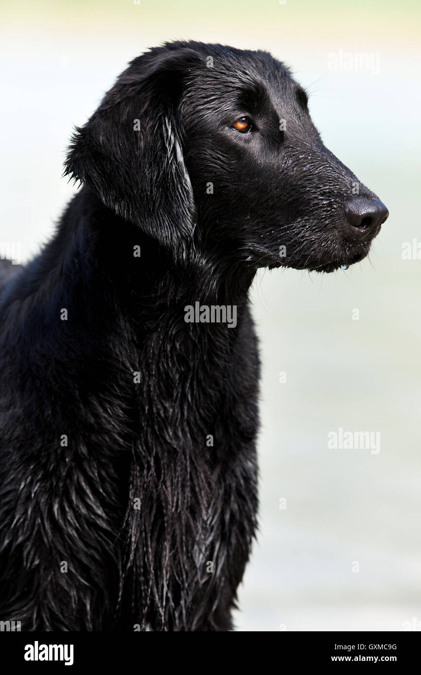 Flat-Coated Retriever, negro, húmedo, retrato, Tirol, Austria Foto de stock