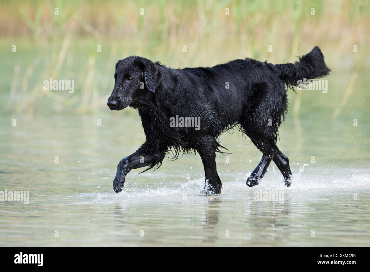 Flat-Coated Retriever, negro, corriendo a través de agua en frente de juncos, Tirol, Austria Foto de stock