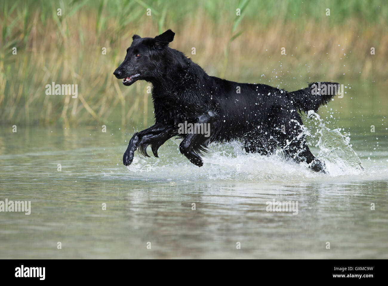 Flat-Coated Retriever, negro, corriendo a través de agua en frente de juncos, Tirol, Austria Foto de stock