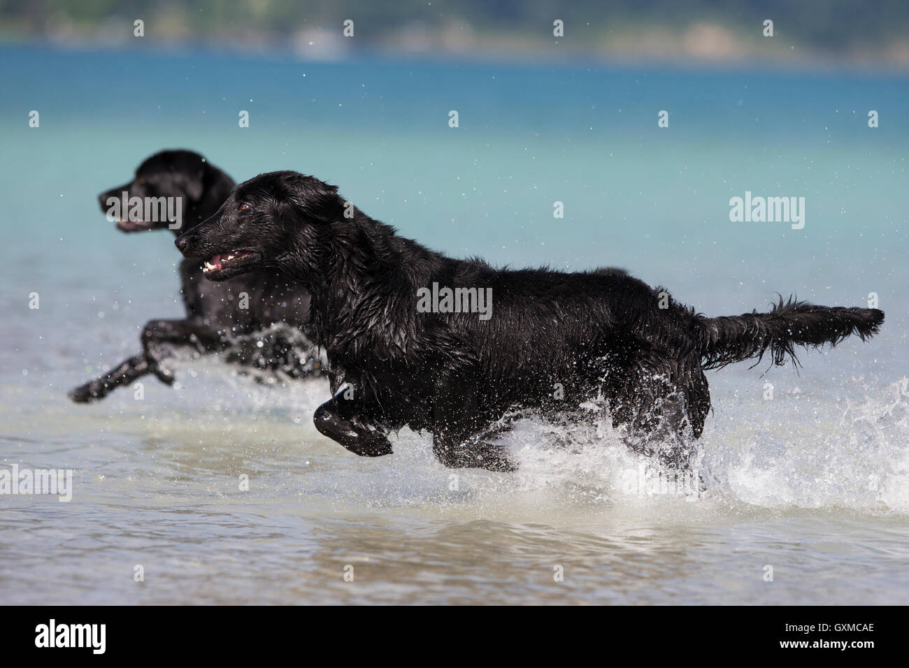 Flat-Coated Retriever y Labrador, negro, corriendo a través del agua, Tirol, Austria Foto de stock