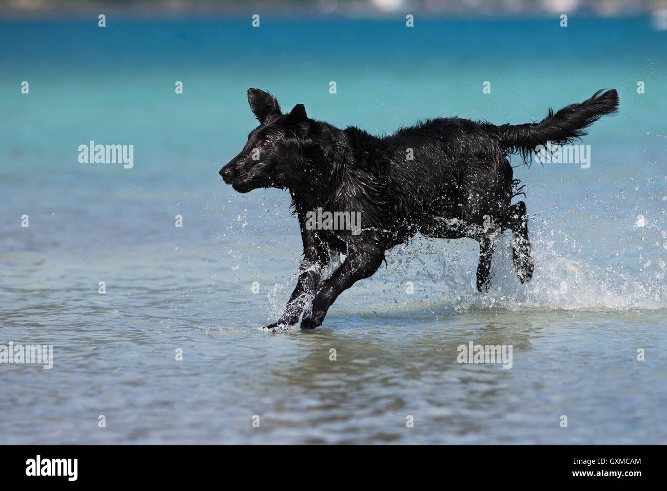 Flat-Coated Retriever, negro, corriendo a través del agua, Tirol, Austria Foto de stock