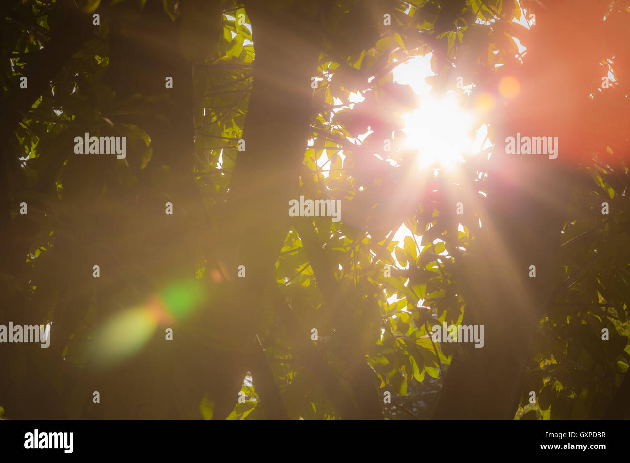 Sun Ray y los brillos de la lente a través de hojas de árbol. Foto de stock