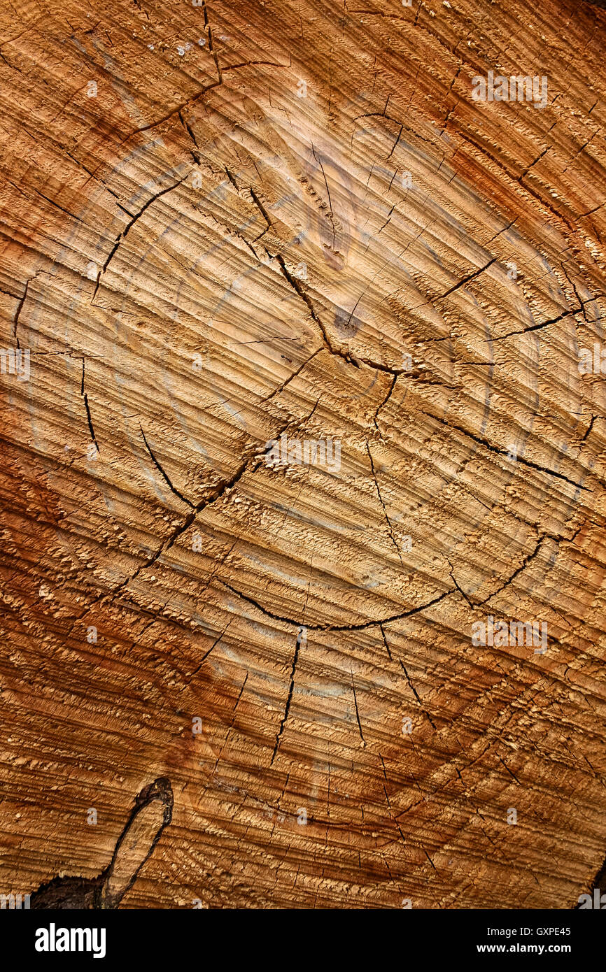 Sección transversal de la madera del pino suave con marcas de sierra, el  grano y los anillos de crecimiento Fotografía de stock - Alamy