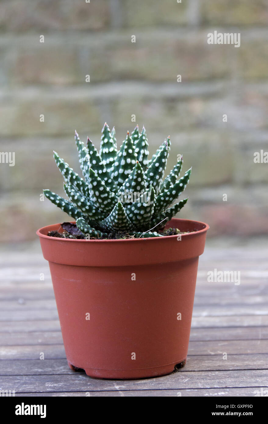 Pequeña planta suculenta en una olla Foto de stock