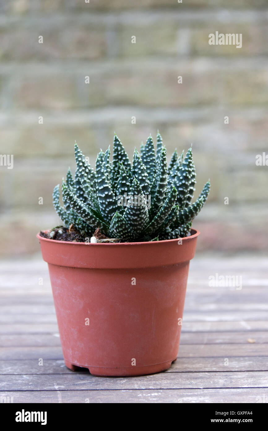 Pequeña planta suculenta en una olla Foto de stock