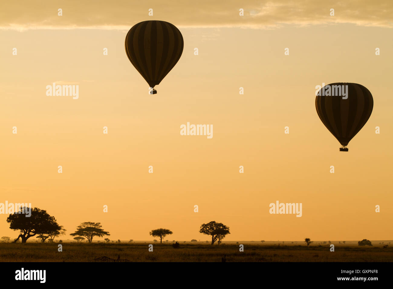 Los globos de aire caliente sobre el Serengeti al amanecer. Foto de stock