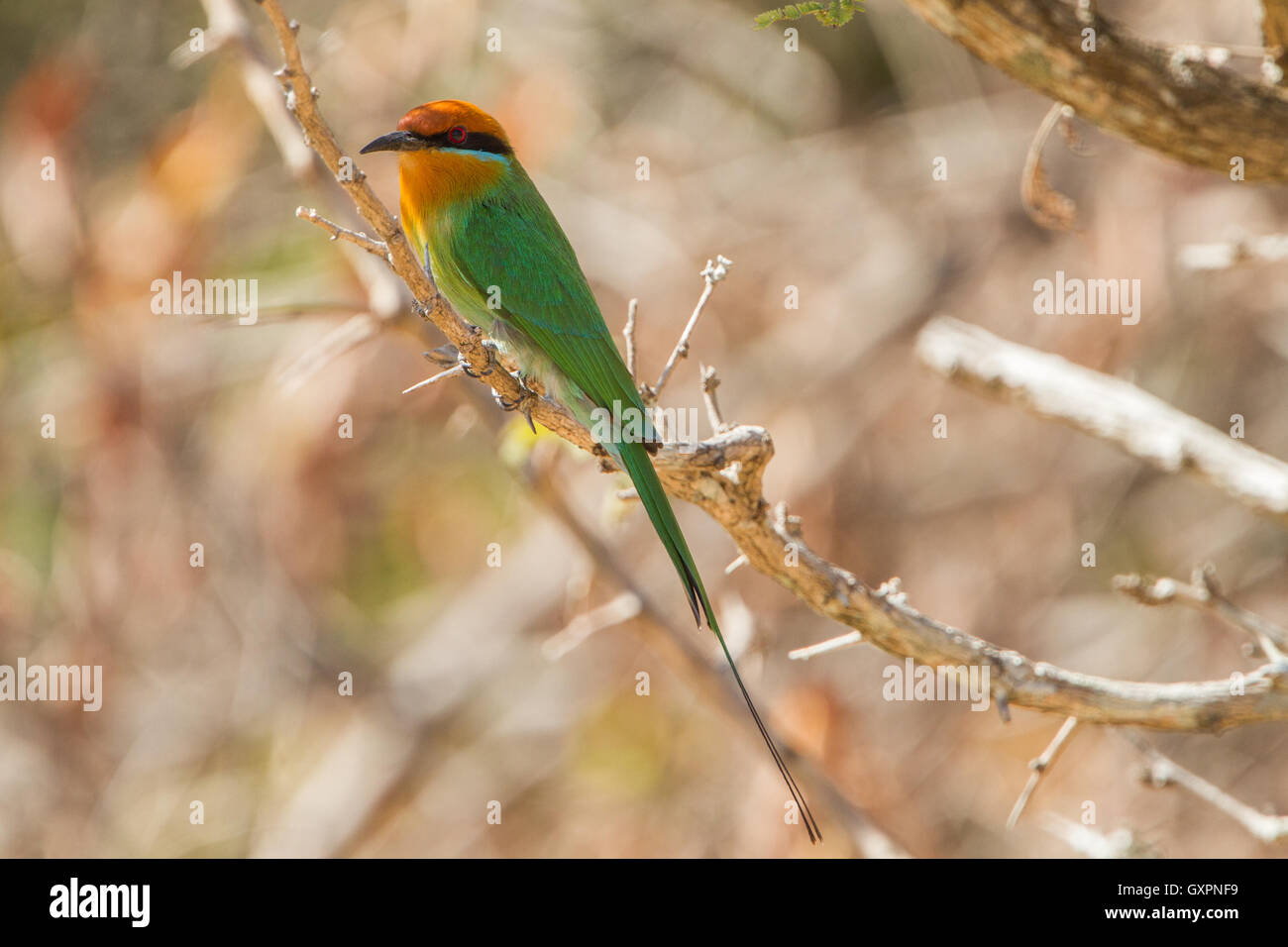 Bohm es el abejaruco (Merops boehmi) posado en una rama, Zambia Foto de stock