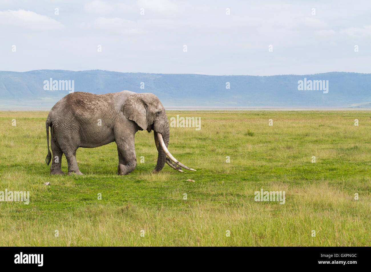 Old Bull del elefante africano (Loxodonta africana) con grandes colmillos Foto de stock