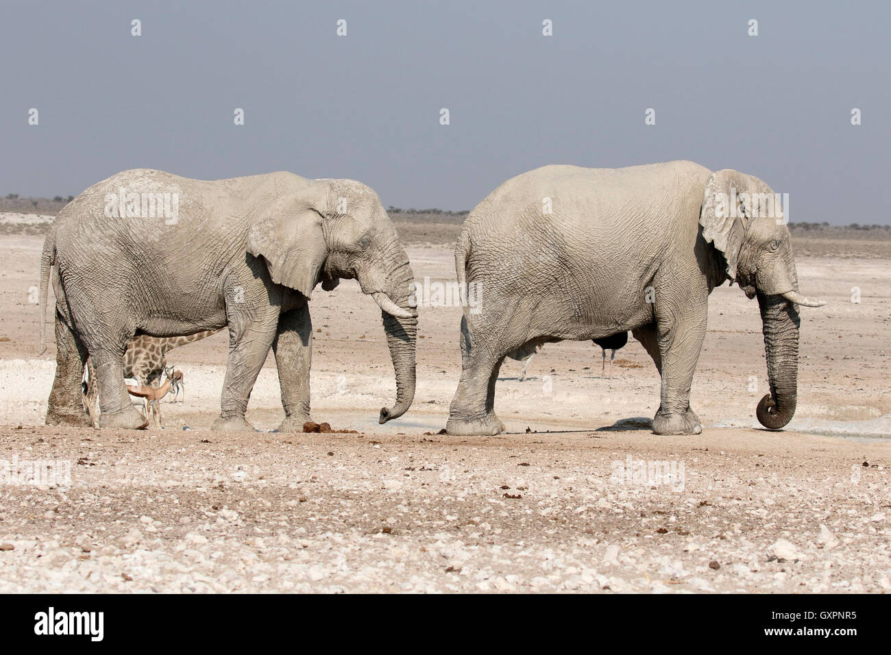 El elefante africano, Loxodonta africana, dos mamíferos, de Etosha, Namibia, agosto de 2016 Foto de stock