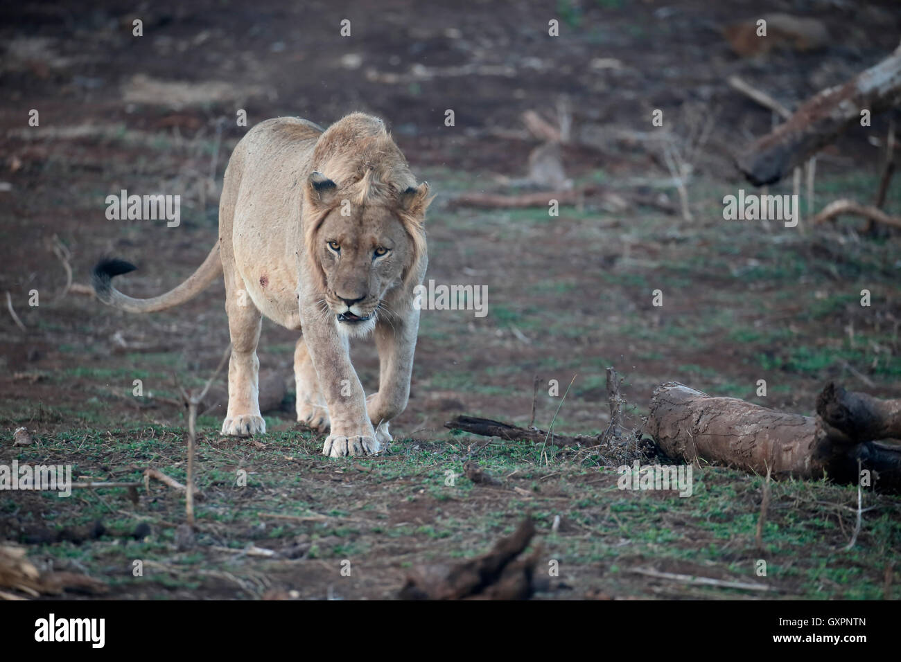 León Africano, Panthera leo, varón soltero, Sudáfrica, agosto de 2016 Foto de stock