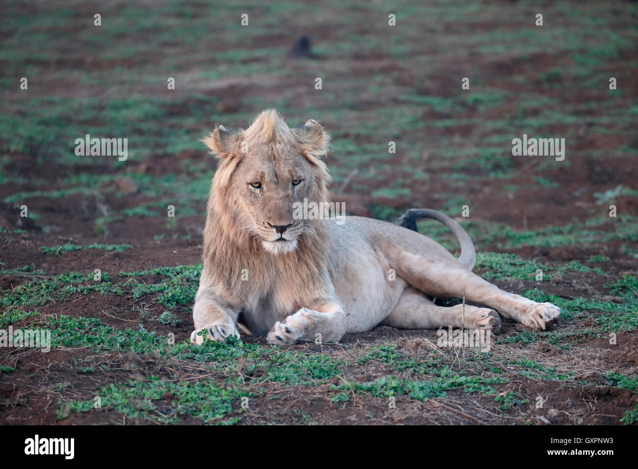 León Africano, Panthera leo, varón soltero, Sudáfrica, agosto de 2016 Foto de stock