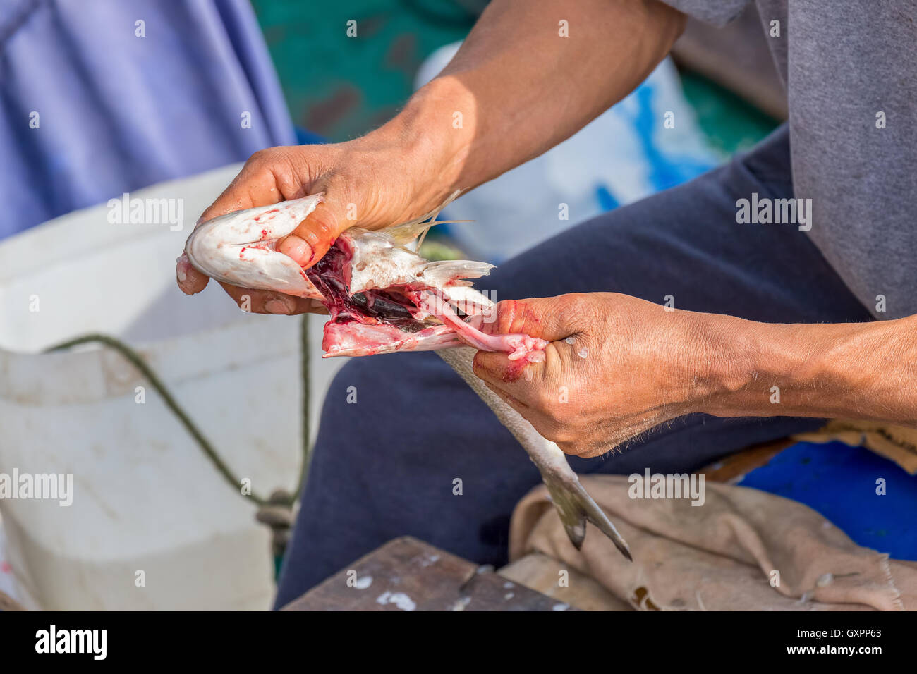 Pescador quitando los intestinos para preparar pescado para alimentación Foto de stock