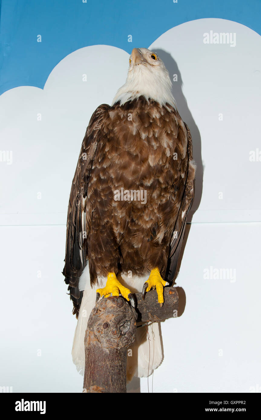 El águila calva (Taxidermia) Foto de stock
