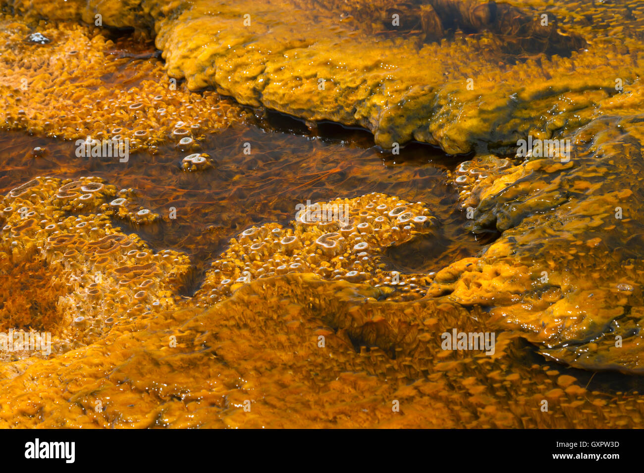 El crecimiento bacteriano en la cálida corriente de un manantial termal, West Thumb Geyser Basin, el Parque Nacional Yellowstone, Wyoming, Estados Unidos. Foto de stock