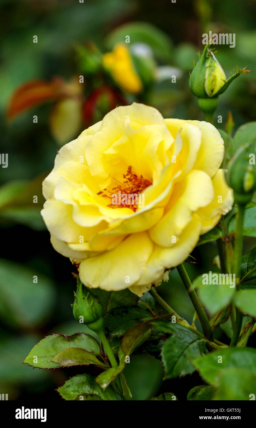 Rosa amarilla en un jardín de rosas con hojas verdes. Foto de stock
