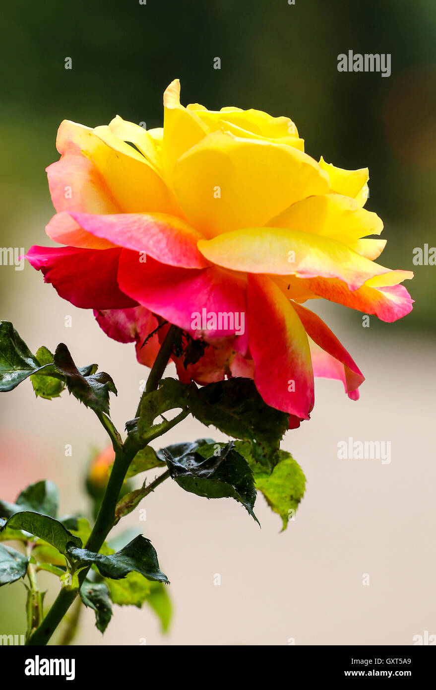 Rosa rosa amarilla en un jardín. Foto de stock