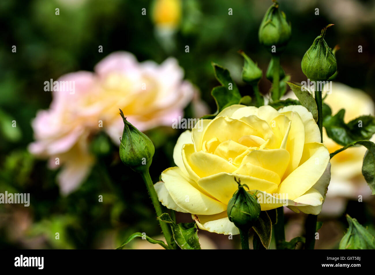 Whtie y rosas amarillas en un jardín. Foto de stock