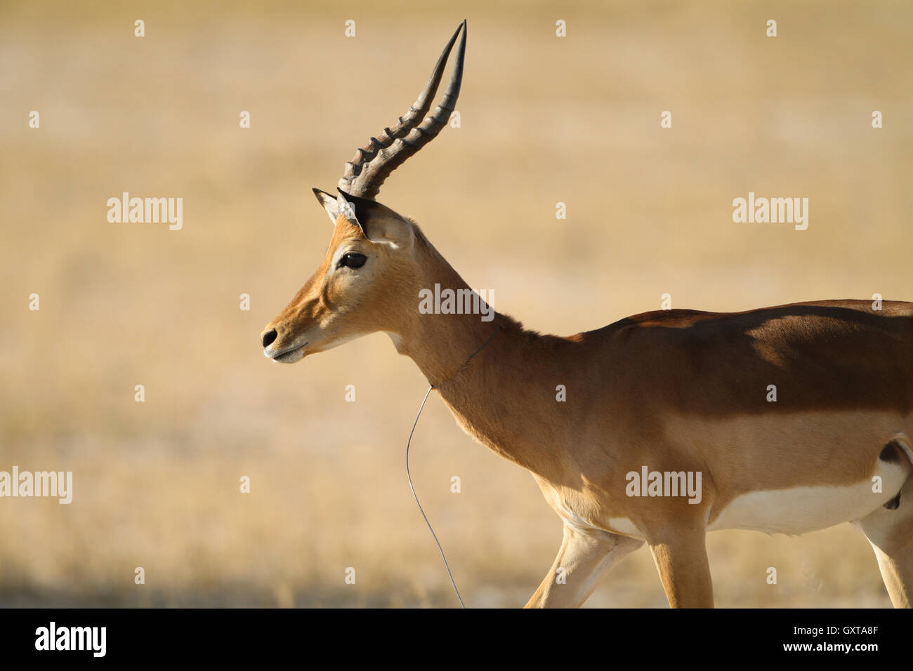 El Impala (Aepyceros melampus macho) con lazo alrededor de su cuello Foto de stock