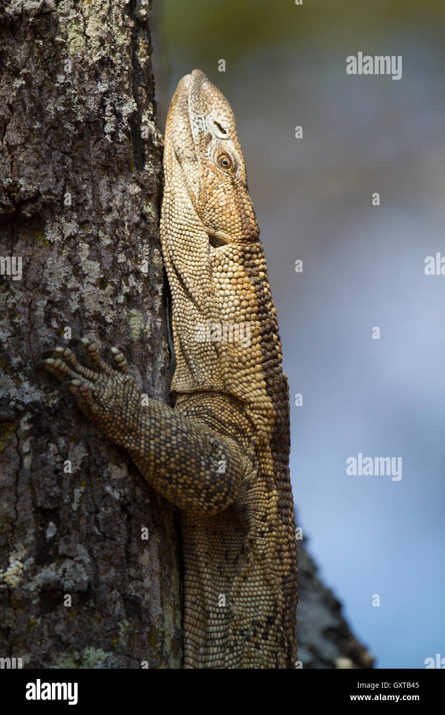 White-throated lagarto monitor (Varanus albigularis) en el árbol Foto de stock