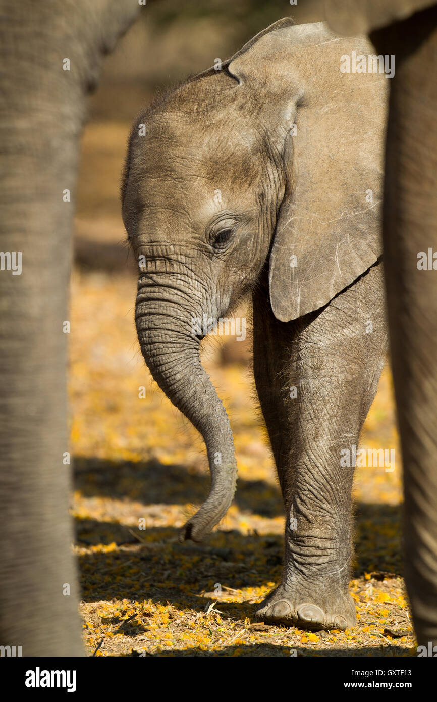 Tomé esta foto en el Parque Nacional de Mana Pools. Como es típico del elefante africano (Loxodonta africana), este becerro permaneció cerca Foto de stock