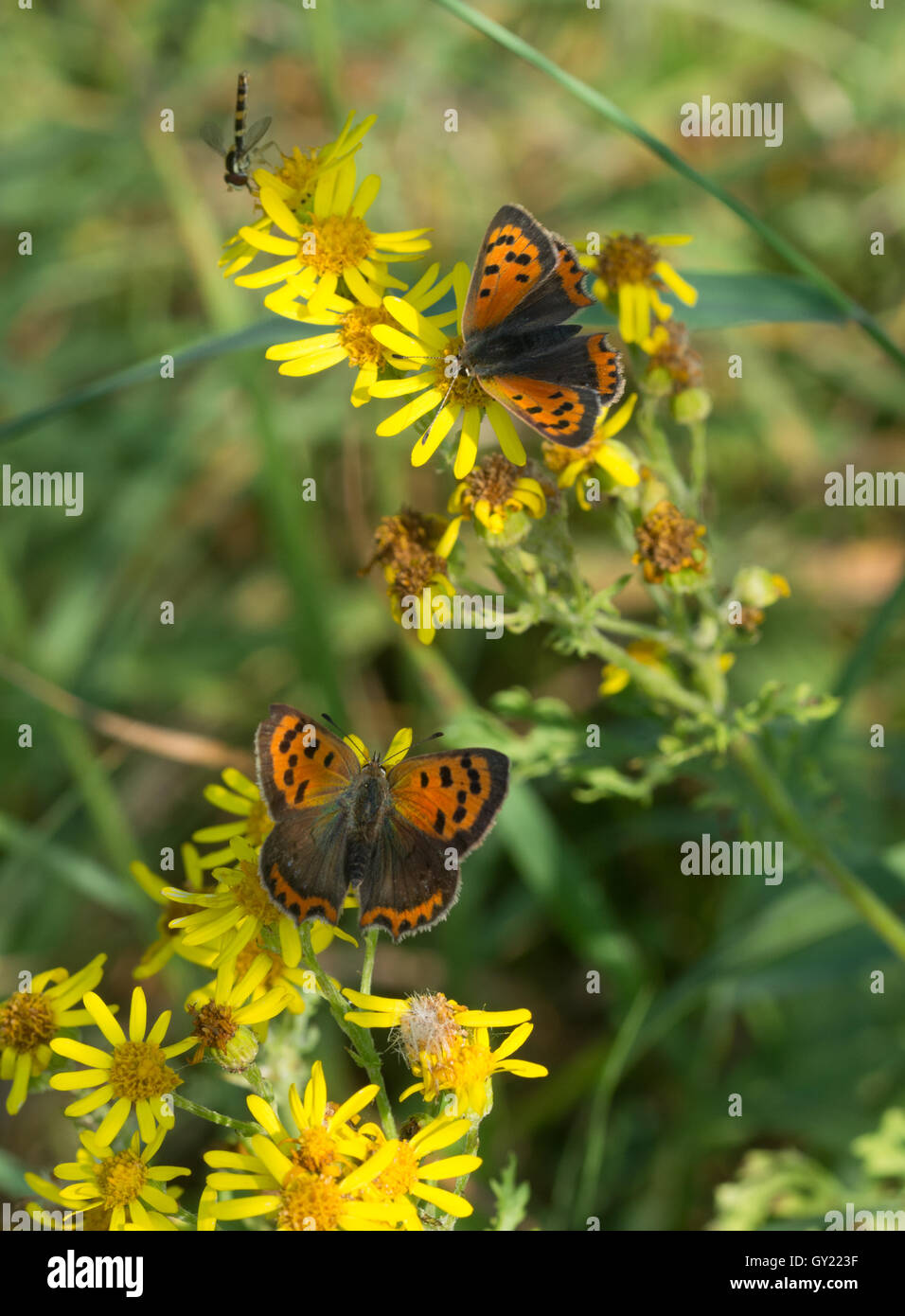 Pequeñas mariposas (Lycaena phlaeas cobre) en hierba cana, REINO UNIDO Foto de stock