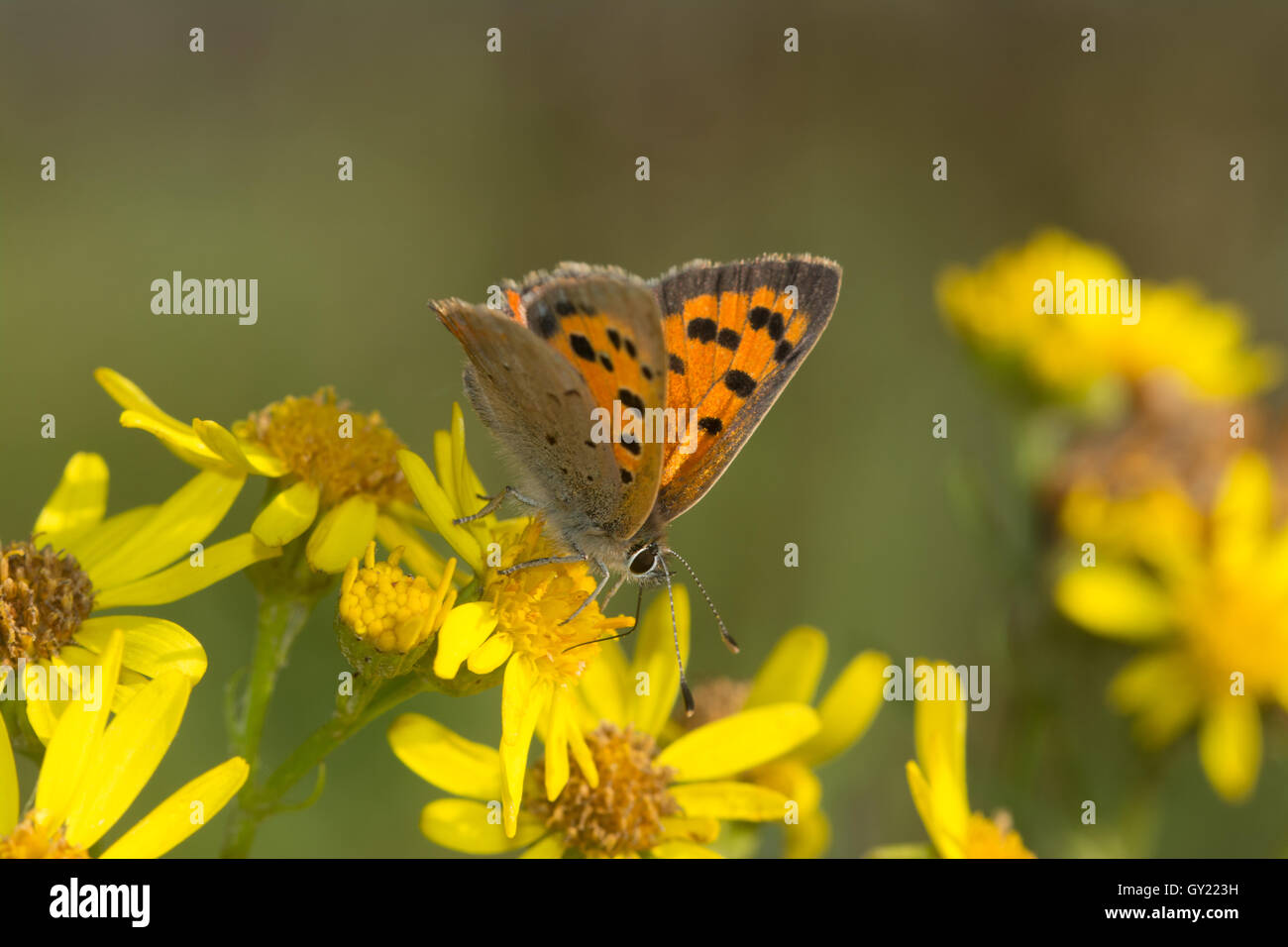 Pequeña mariposa (Lycaena phlaeas cobre) en hierba cana en Foxlease Meadows en Hampshire, Inglaterra Foto de stock