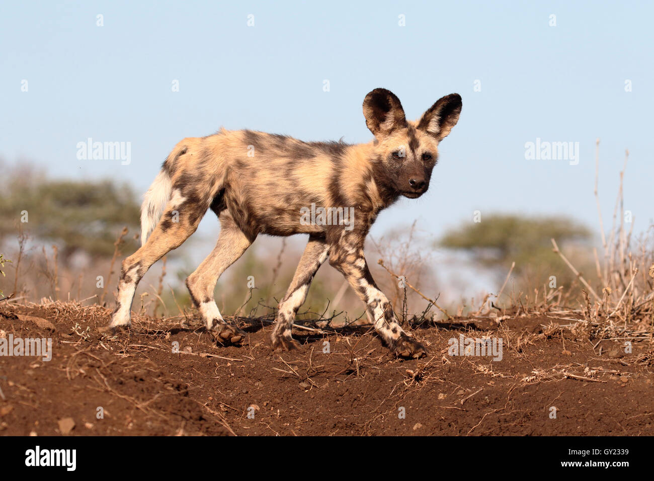 Perro de caza el cabo africano, Lycaon pictus, único mamífero, Sudáfrica, agosto de 2016 Foto de stock