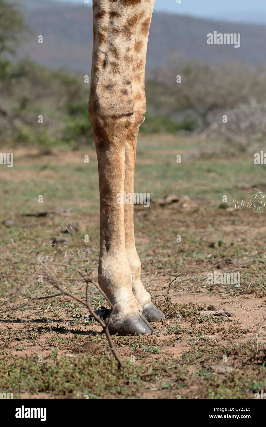 Jirafas, Giraffa camelopardalis, único mamífero, Namibia, agosto de 2016 Foto de stock