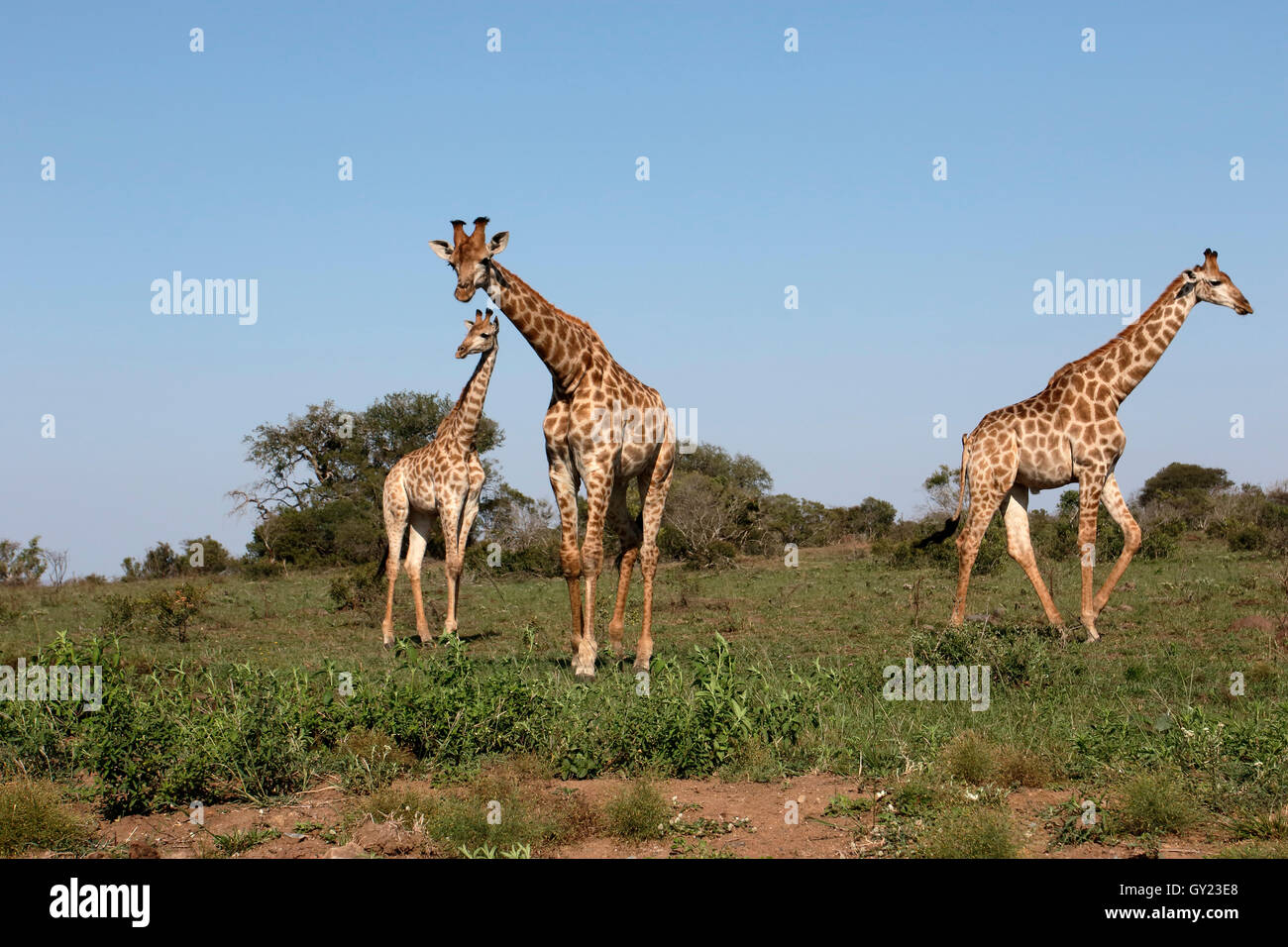Jirafas, Giraffa camelopardalis, tres mamíferos, Namibia, agosto de 2016 Foto de stock