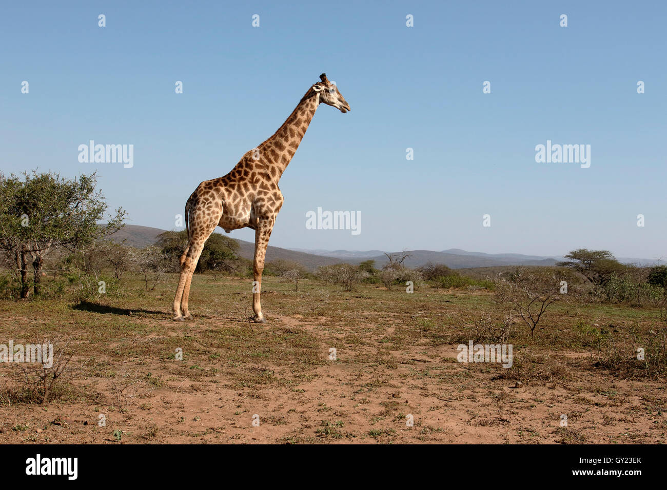 Jirafas, Giraffa camelopardalis, único mamífero, Namibia, agosto de 2016 Foto de stock