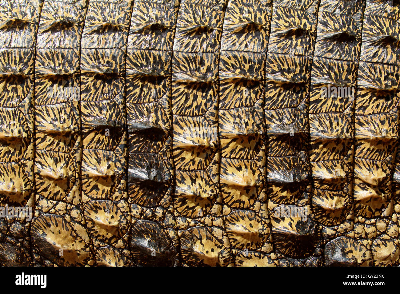 El cocodrilo del Nilo, Crocodylus niloticus, cerca de la piel, Sudáfrica, agosto de 2016 Foto de stock