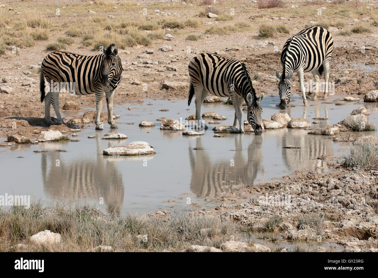 Llanuras, cebra Cebra común o Burchells, zebra Equus quagga, único mamífero, Namibia, agosto de 2016 Foto de stock