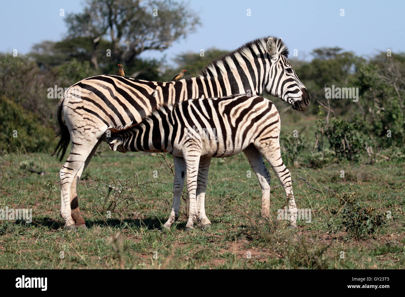 Llanuras, cebra Cebra común o Burchells, zebra Equus quagga, madre y joven, Namibia, agosto de 2016 Foto de stock
