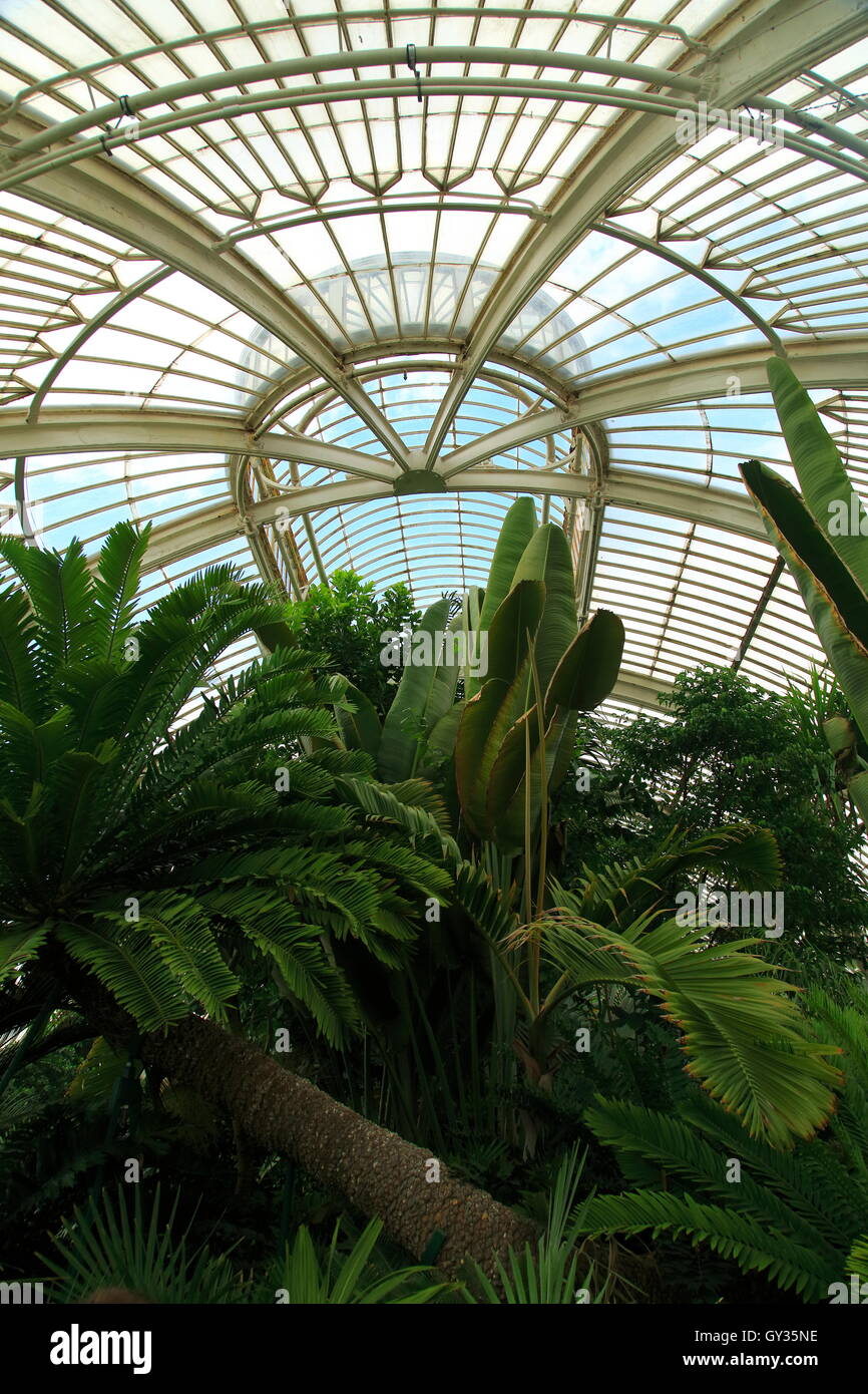 En el interior de la Casa de las palmeras en el Royal Botanic Gardens, Kew, Londres, Inglaterra, Reino Unido. Foto de stock